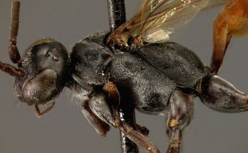 Media type: image;   Entomology 10025 Aspect: head frontal view 3